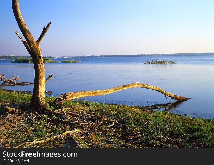 Tree on a background of the river. Tree on a background of the river