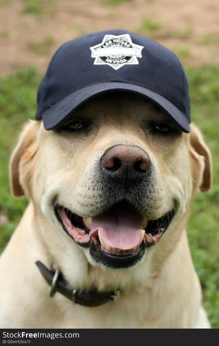 labrador in a cap