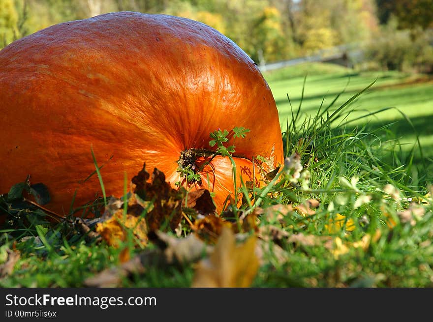 Big pumpkin, detail in the nature