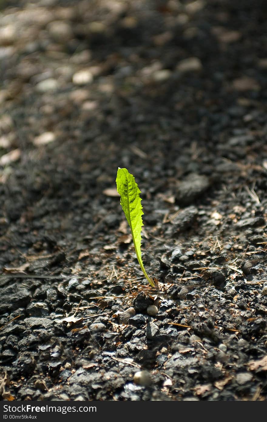 Solitary leaf