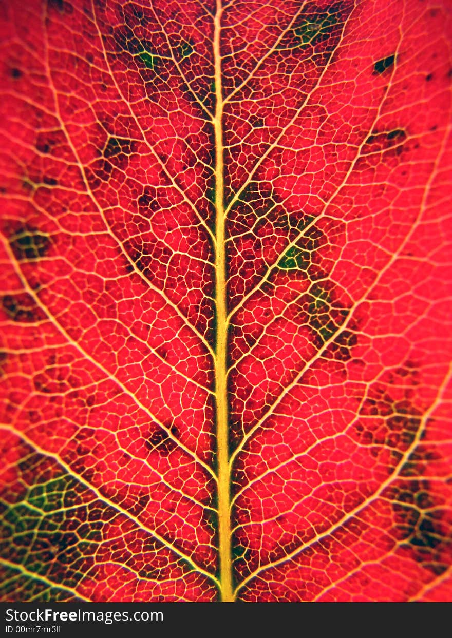 Macro shot of a red leaf. Macro shot of a red leaf