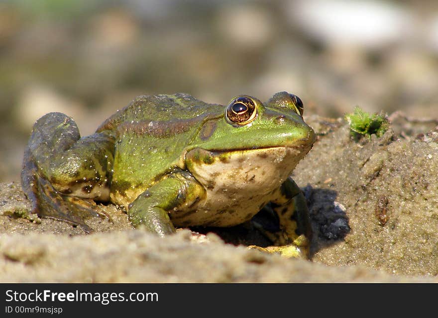 Frog get ready for jump