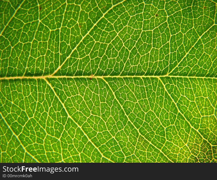 Macro shot of a green leaf. Macro shot of a green leaf