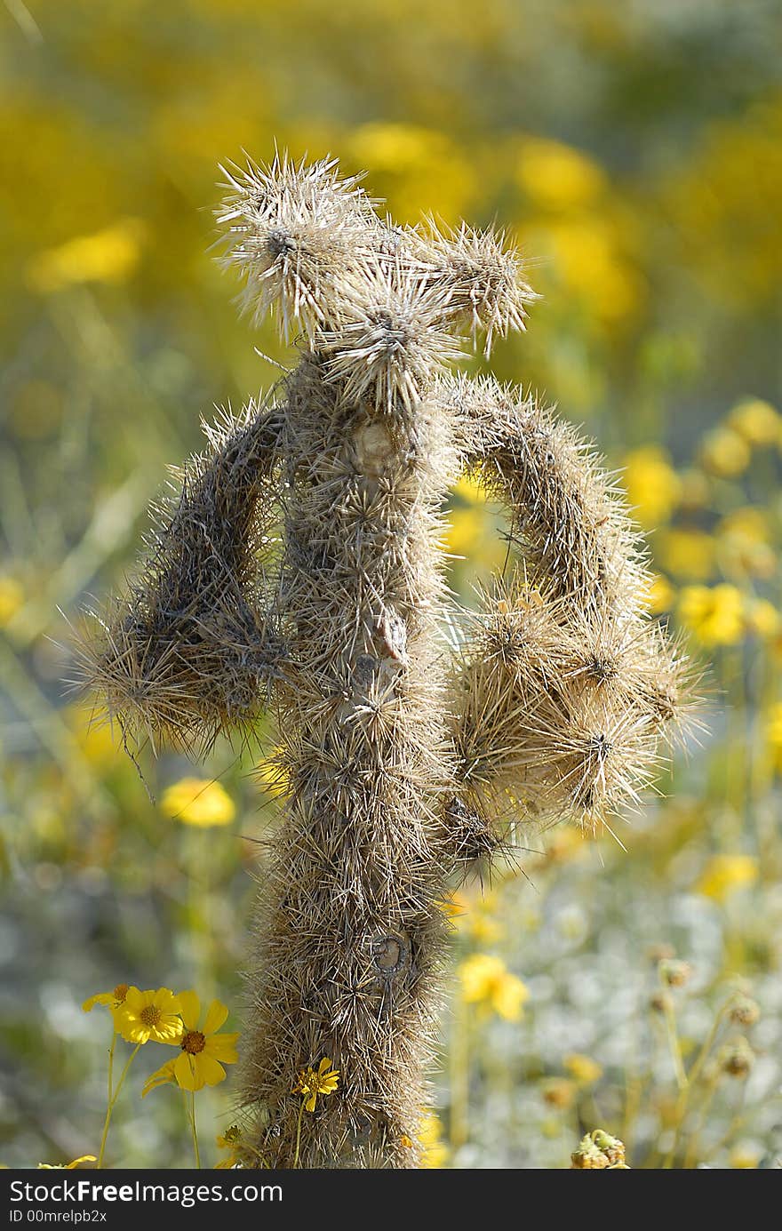 Cholla image taken at Arizona's Desert Sonoran Museum, Tucson, AZ. Cholla image taken at Arizona's Desert Sonoran Museum, Tucson, AZ.