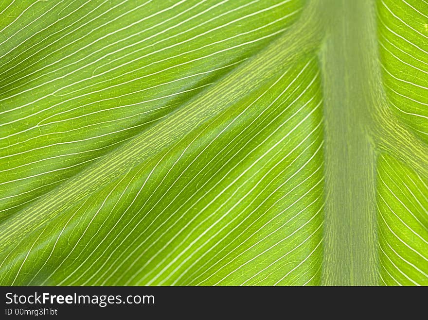 Veiny Leaf