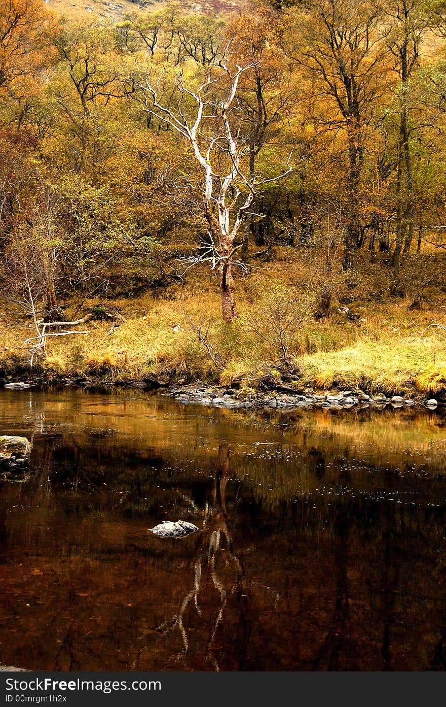 A Autumn reflection of a tree, Glen Lyon,Scotland,UK.