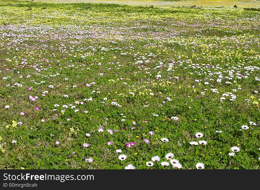 Daisy Field