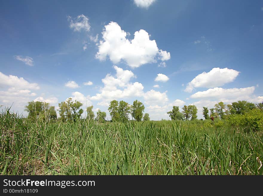 Trees and sky