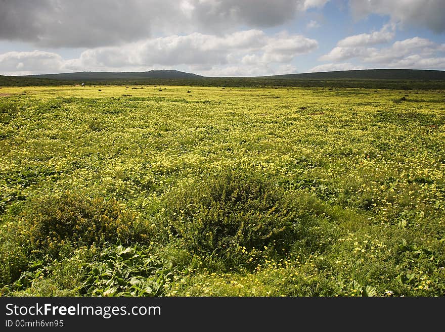 Daisy Field