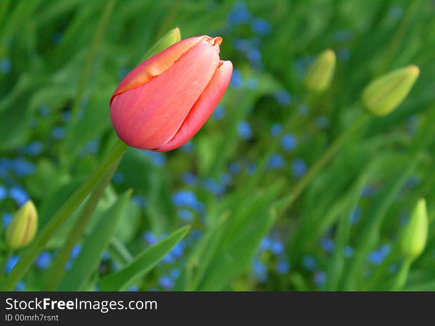 Pink tulip