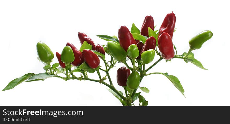 Red and green chilli peppers on plant on white background. Red and green chilli peppers on plant on white background