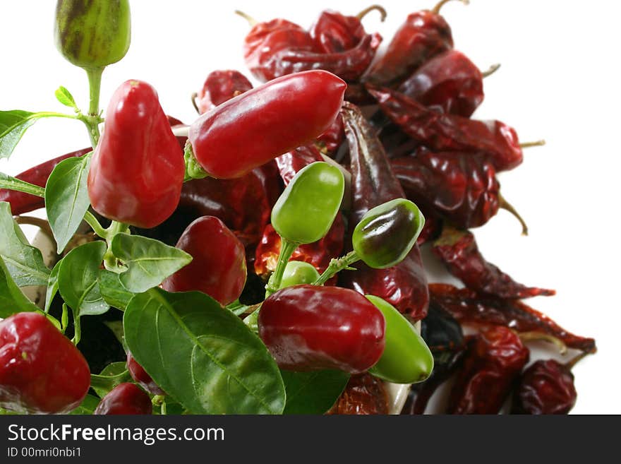 Red and green chilli peppers on plant. Red and green chilli peppers on plant