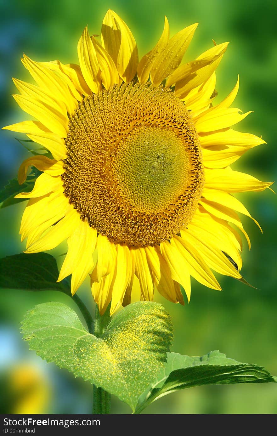 Yellow nice sunflower on a green background (clipping path). Yellow nice sunflower on a green background (clipping path)