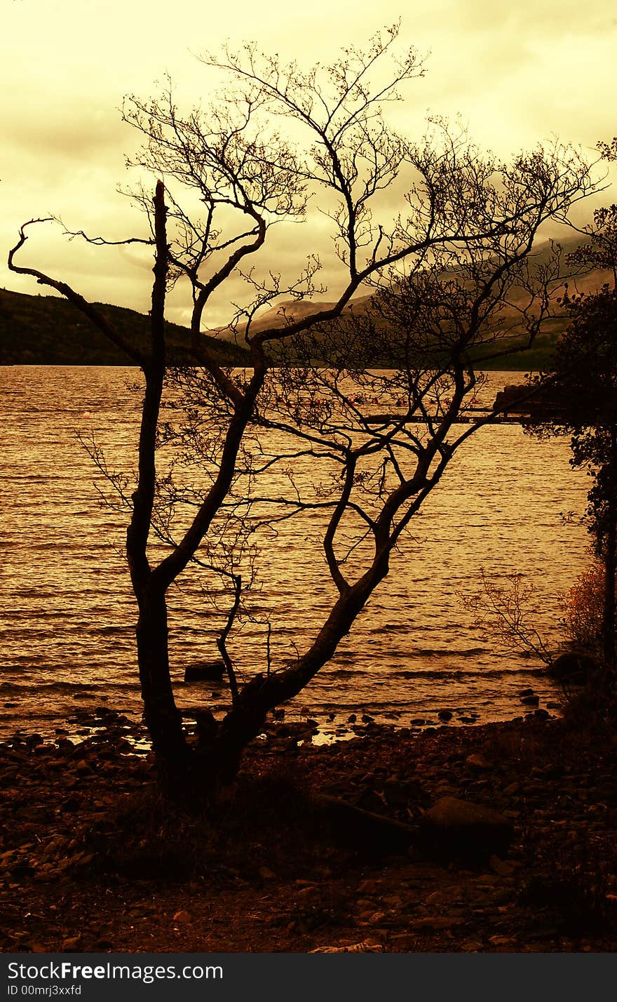 The old Tree at Loch Tay.It’s the largest loch in Perthshire and one of the deepest in Scotland. To the north, the loch is flanked by the impressive bulk of the Ben Lawers mountain range, much of which is designated as a National Nature Reserve. The main A827 road runs high above the loch, west from Kenmore. The contours are gentler on the southern shore and Sustrans Cycle Route Number 7 runs along a quiet unclassified road.
It&#x27;s hard to believe that ancient settlers once lived on Loch Tay, inhabiting artificially created islands known as crannogs. There are eighteen crannogs on Loch Tay, most are now submerged but a large crannog near the northern shore at Kenmore can be clearly seen. This was the ancient burial place of Queen Sybilla, wife of Alexander King of Scots. For a real insight into life on Loch Tay 2,500 years ago, visit the Scottish Crannog Centre at Kenmore - Scotland&#x27;s only authentic recreation of an Iron Age loch dwelling.
. The old Tree at Loch Tay.It’s the largest loch in Perthshire and one of the deepest in Scotland. To the north, the loch is flanked by the impressive bulk of the Ben Lawers mountain range, much of which is designated as a National Nature Reserve. The main A827 road runs high above the loch, west from Kenmore. The contours are gentler on the southern shore and Sustrans Cycle Route Number 7 runs along a quiet unclassified road.
It&#x27;s hard to believe that ancient settlers once lived on Loch Tay, inhabiting artificially created islands known as crannogs. There are eighteen crannogs on Loch Tay, most are now submerged but a large crannog near the northern shore at Kenmore can be clearly seen. This was the ancient burial place of Queen Sybilla, wife of Alexander King of Scots. For a real insight into life on Loch Tay 2,500 years ago, visit the Scottish Crannog Centre at Kenmore - Scotland&#x27;s only authentic recreation of an Iron Age loch dwelling.