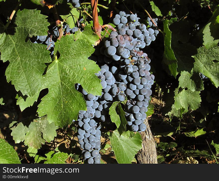 Bunch of wine grapes at a vineyard