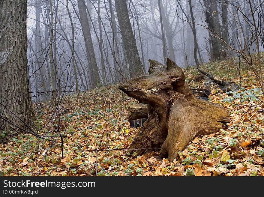 Ukraine. Feofania foggy magic wood. Ukraine. Feofania foggy magic wood