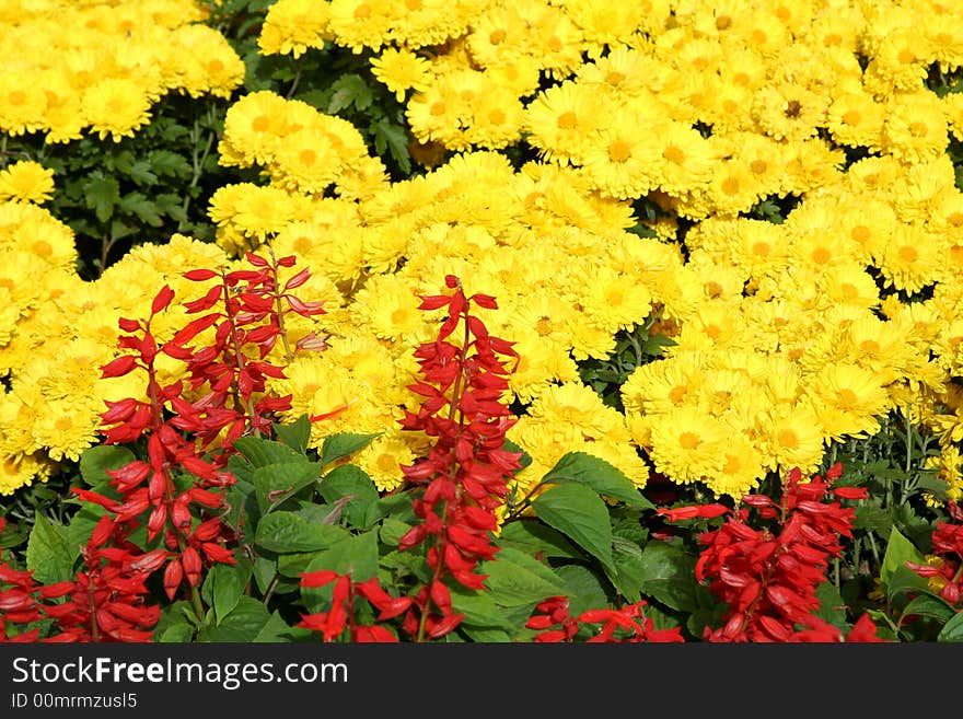 Bright background from yellow and red flowers. Bright background from yellow and red flowers