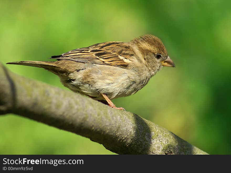 Little Sparrow