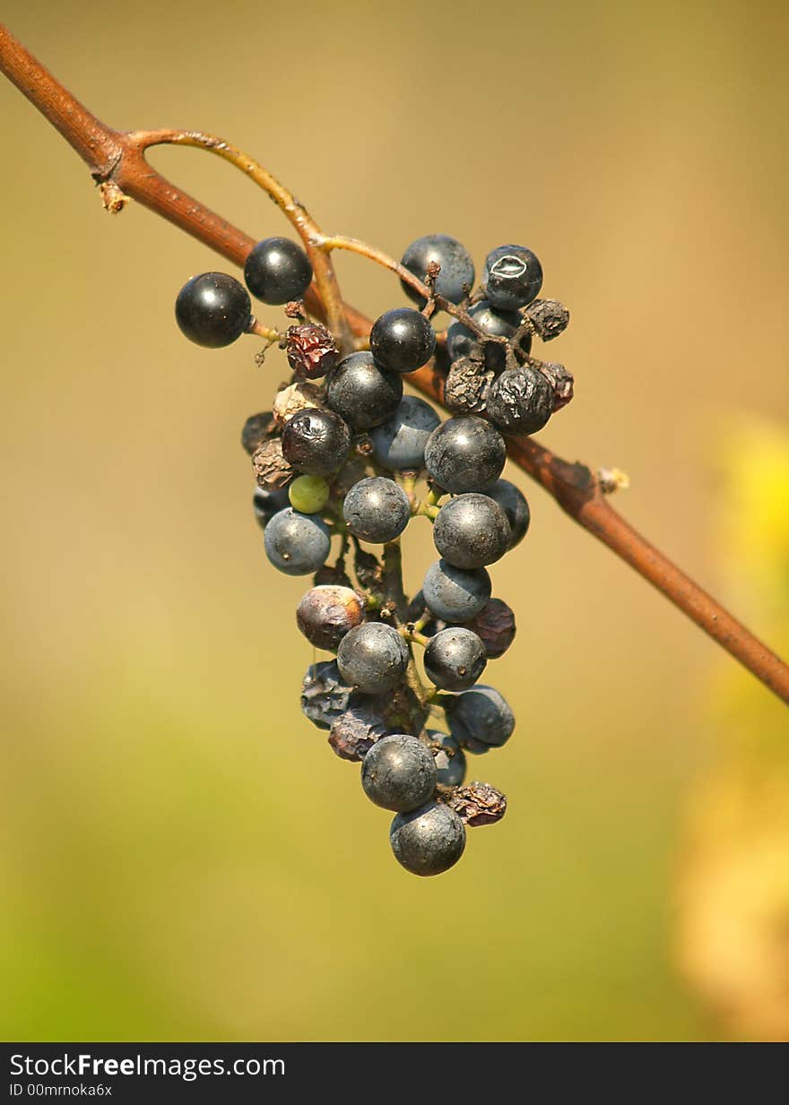 Cluster of Wild Grapes