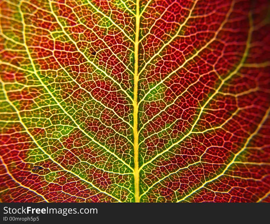 Macro shot of a red leaf. Macro shot of a red leaf