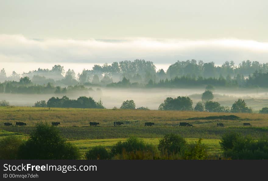 Pasture In The Morning