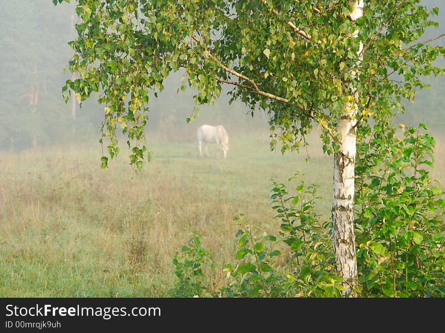 The white horse is grazed in a floor. The white horse is grazed in a floor