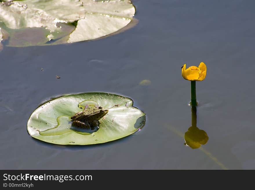 Frog sitting on the big leaf. Frog sitting on the big leaf