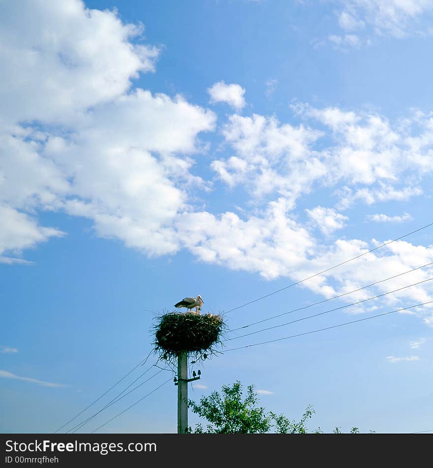 Stork on a background of the sky