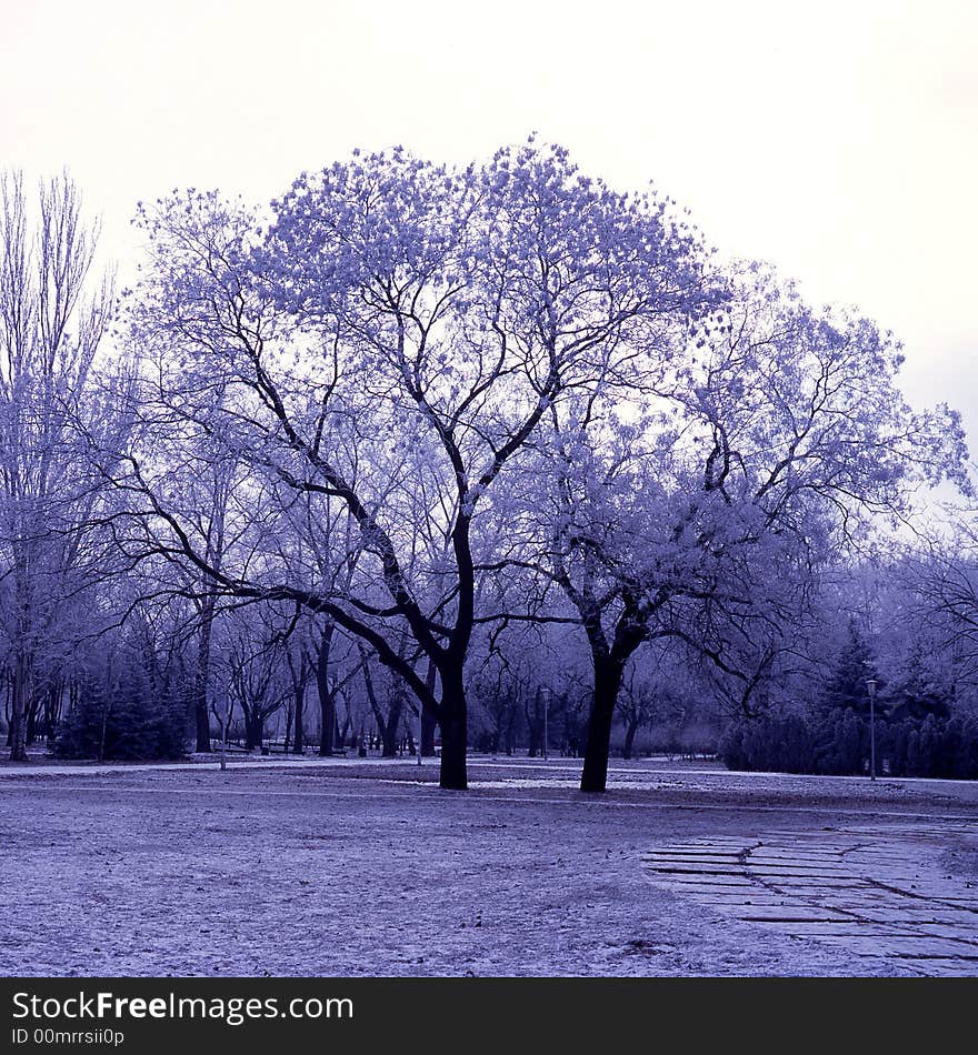 Tree on a background of the sky