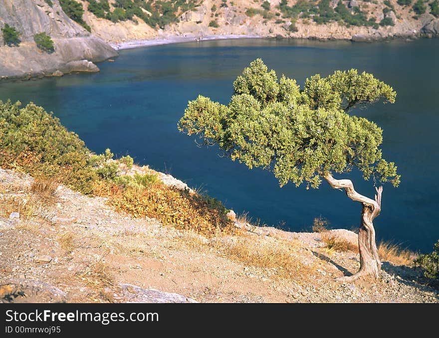 Tree on a background of the sea