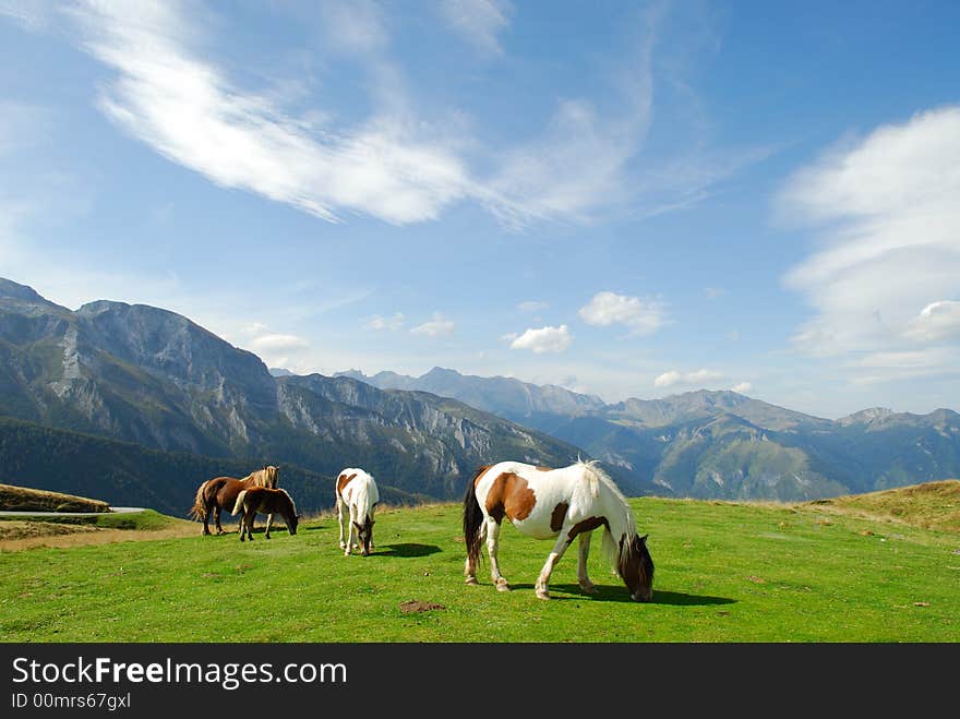 Horses grazed in mountains Pirenejskih. Horses grazed in mountains Pirenejskih