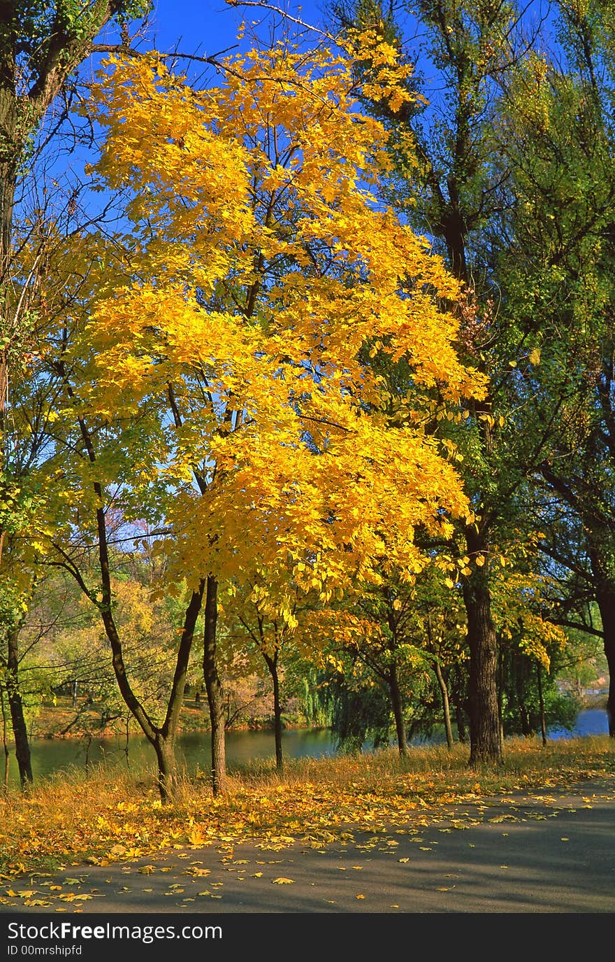 Tree on a green background