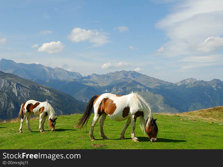 Horses grazed in mountains Pirenejskih. Horses grazed in mountains Pirenejskih