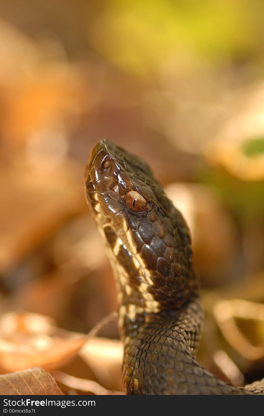 Water Moccasin