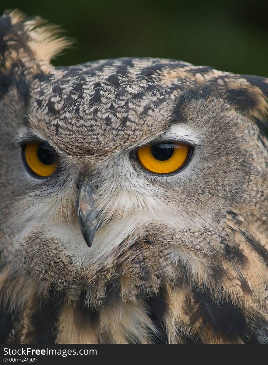 Head of eagle owl