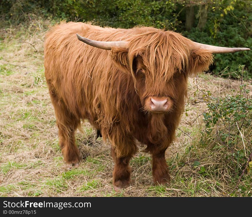 Highland cattle