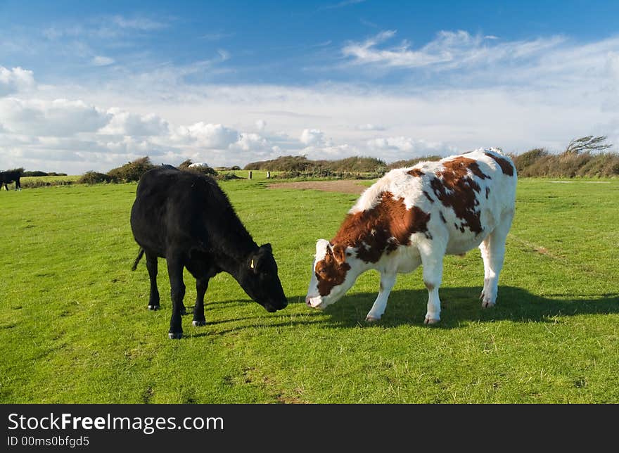 Two bullocks grazing peacefully in the evening sun