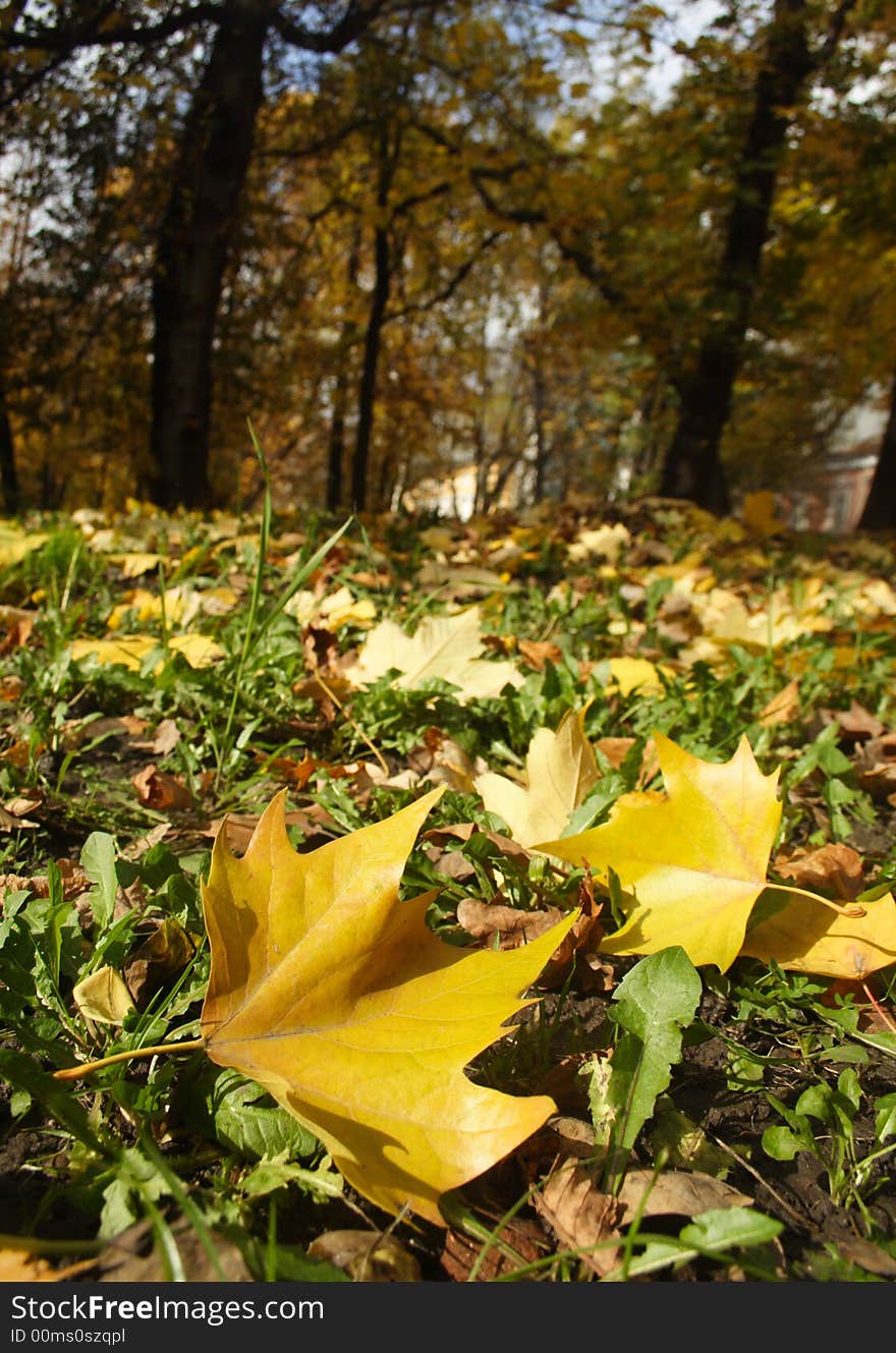 Fine autumn leaves with warm appearance. Good for brochures or book covers!