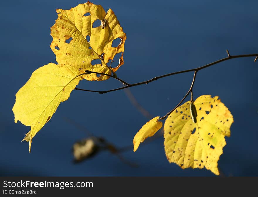 Autumnal ornament, autumnal design element, fall trees