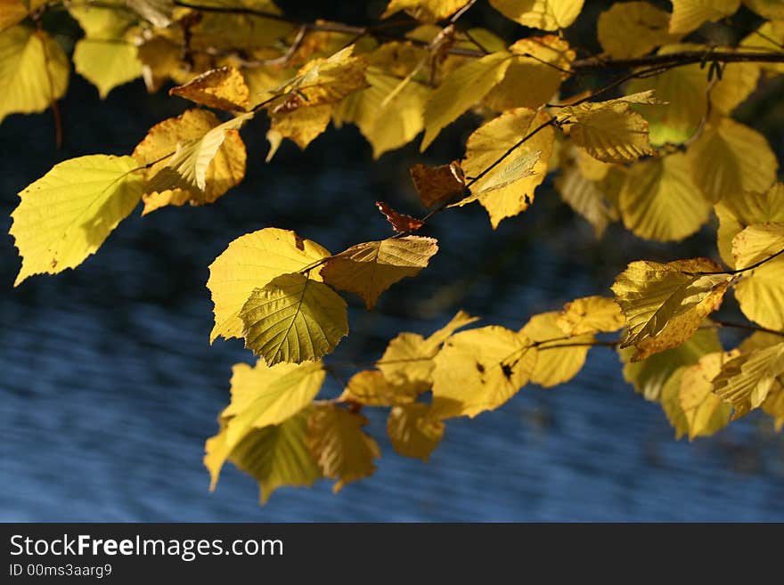 Autumnal ornament, autumnal design element, fall trees