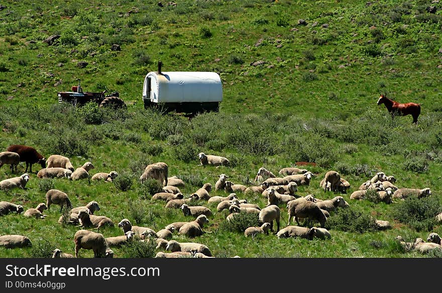 Sheepherder Wagon With Sheep