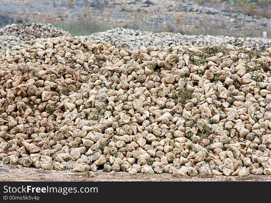 Sugar Beets Harvest