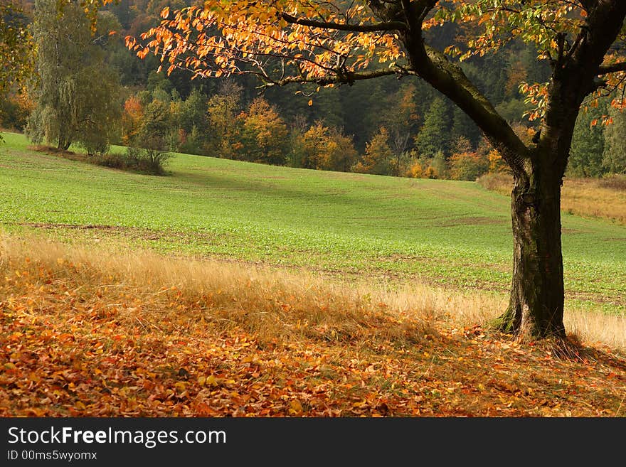 A tree on the field. A tree on the field.