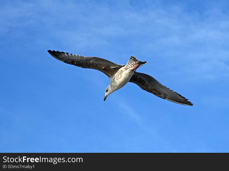 Seagull