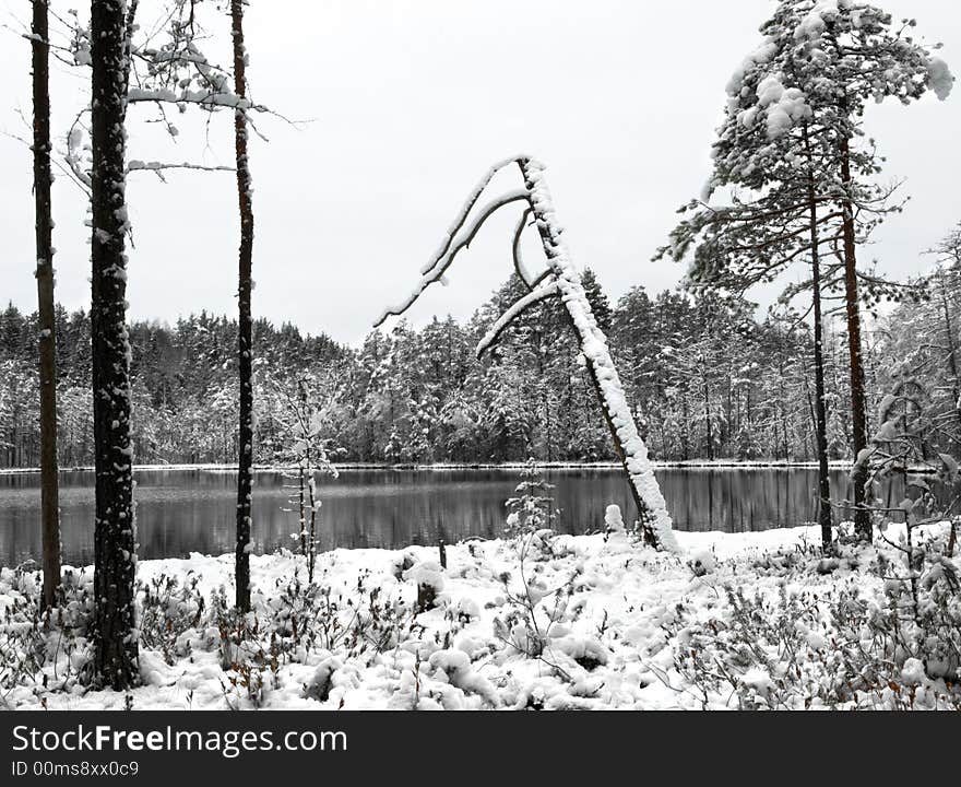 Lost lake in the winter forest