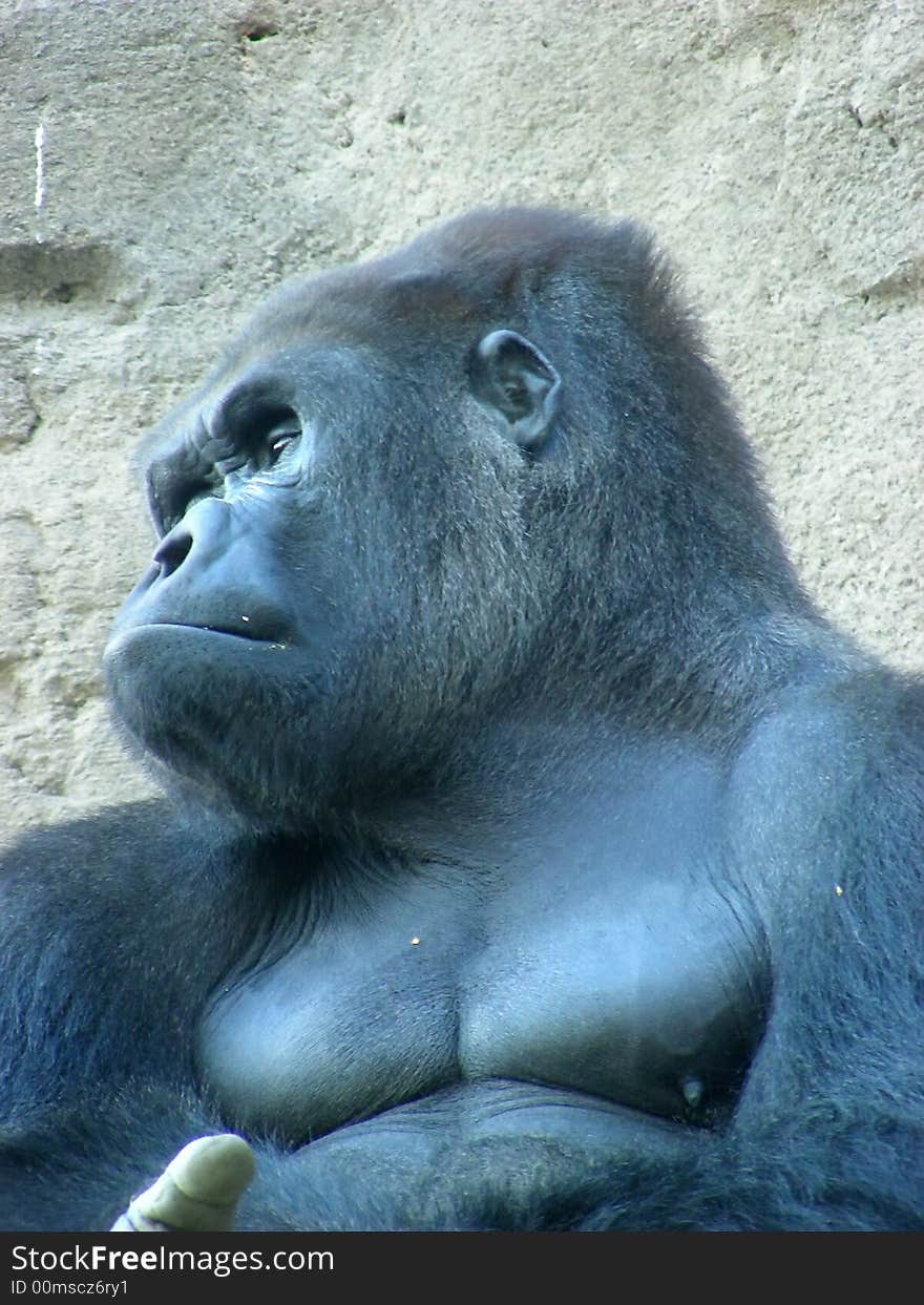 Face male gorilla