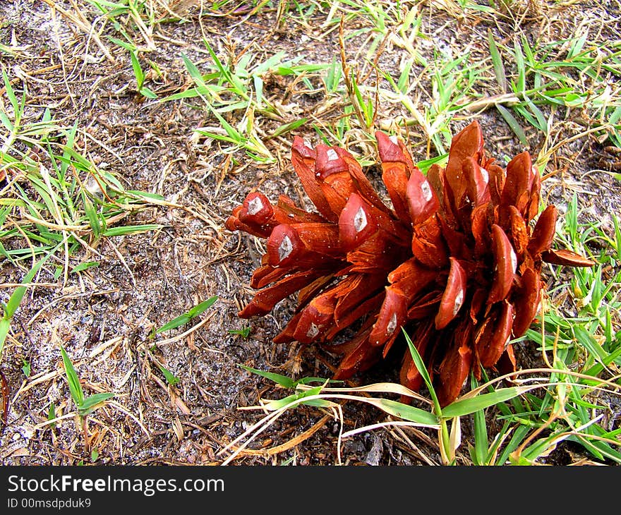 Photo taken of a small, fallen, lone pinecone from a Norfolk Island Pine tree at Henley Beach (Adelaide, Australia). Photo taken of a small, fallen, lone pinecone from a Norfolk Island Pine tree at Henley Beach (Adelaide, Australia).