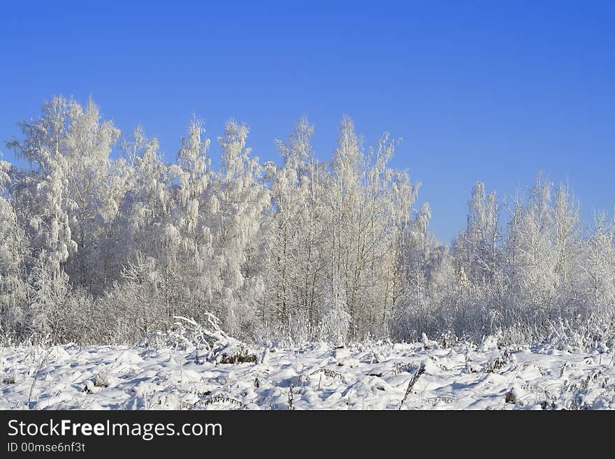 Winter Forest