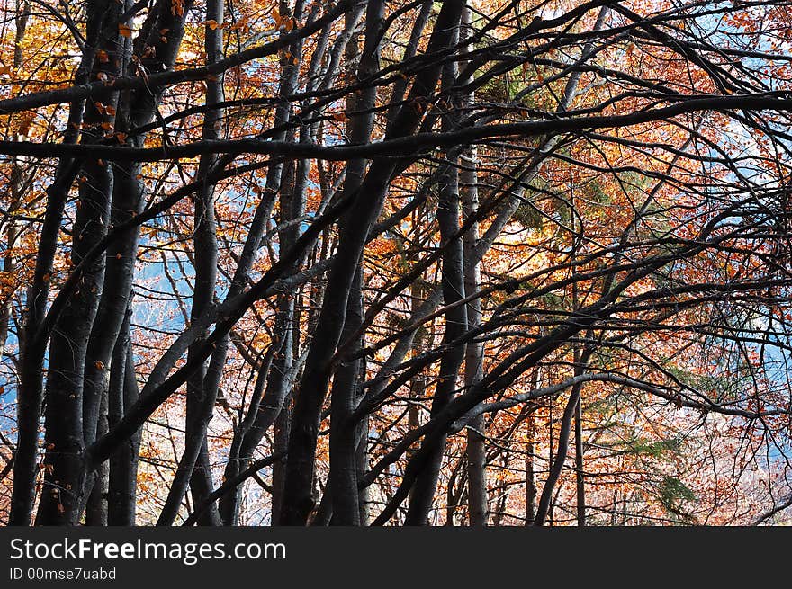 Mountain tree branches during fall season; horizontal orientation. Mountain tree branches during fall season; horizontal orientation