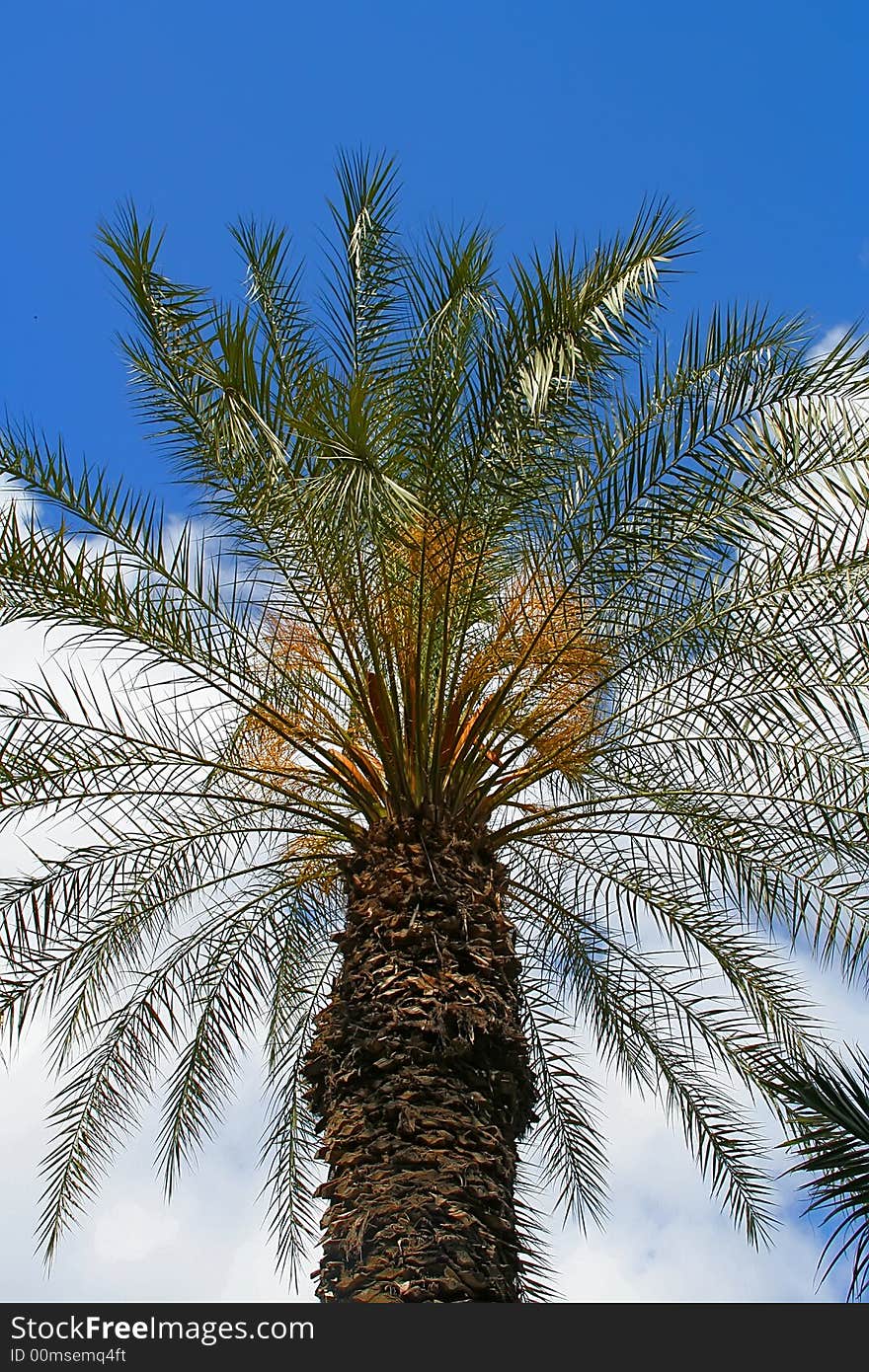 Single palm in front of a blue sky with a white clouds